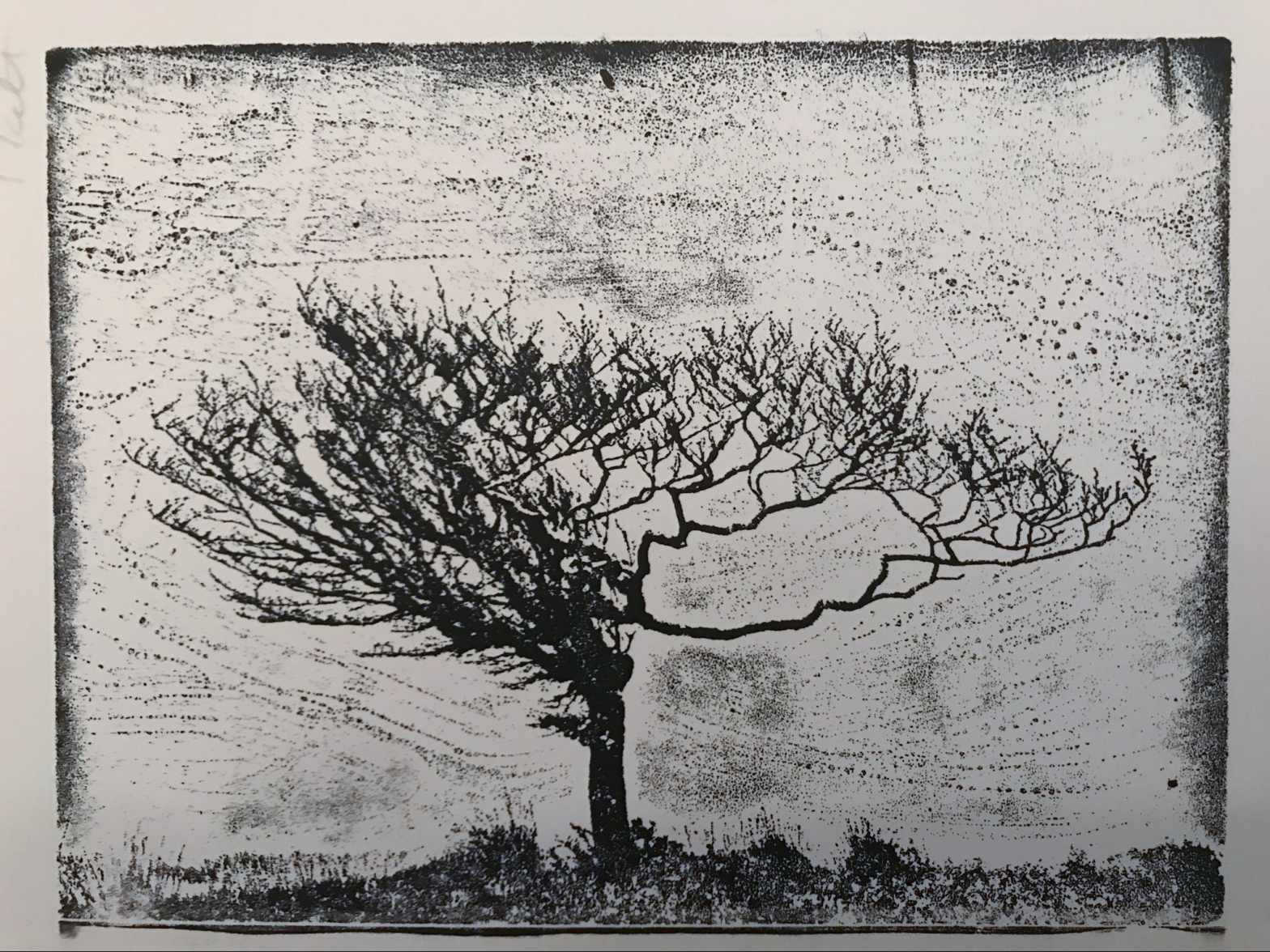 Aluminium Etching of a weathered Exmoor tree